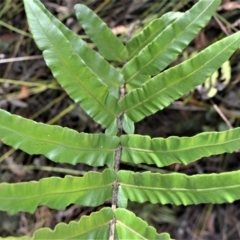 Blechnum camfieldii at Robertson - 20 Jul 2020