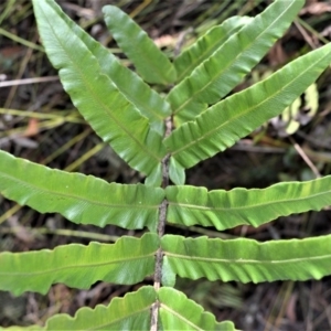 Blechnum camfieldii at Robertson - 20 Jul 2020