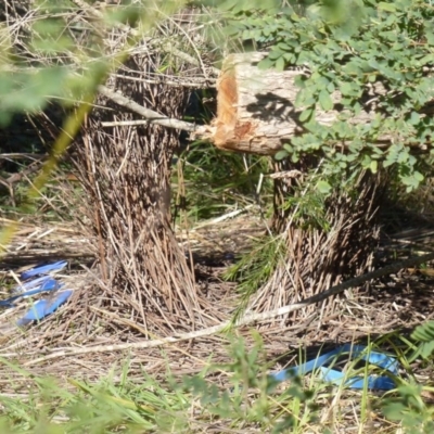 Ptilonorhynchus violaceus (Satin Bowerbird) at Black Range, NSW - 20 Jul 2020 by MatthewHiggins