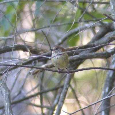 Acanthiza lineata (Striated Thornbill) at Black Range, NSW - 20 Jul 2020 by MatthewHiggins