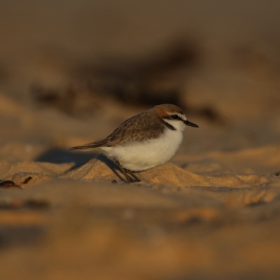 Anarhynchus ruficapillus (Red-capped Plover) at Congo, NSW - 5 Jul 2020 by jb2602