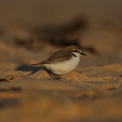 Charadrius ruficapillus (Red-capped Plover) at Congo, NSW - 5 Jul 2020 by jbromilow50