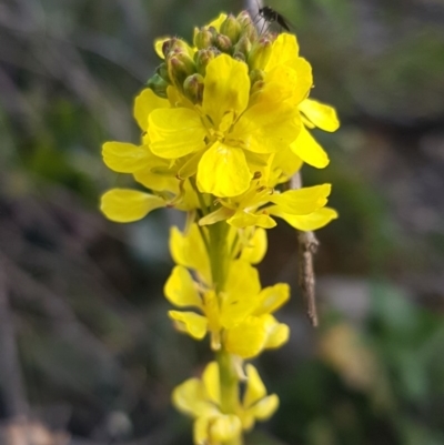 Hirschfeldia incana (Buchan Weed) at Holt, ACT - 21 Jul 2020 by tpreston