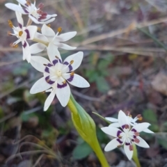 Wurmbea dioica subsp. dioica (Early Nancy) at Dunlop, ACT - 21 Jul 2020 by tpreston