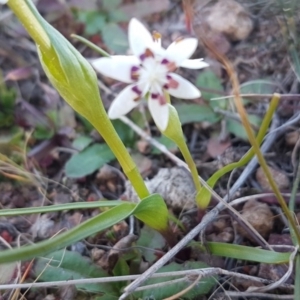 Wurmbea dioica subsp. dioica at Dunlop, ACT - 21 Jul 2020