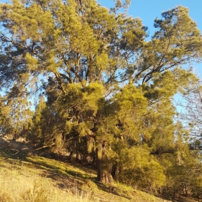 Casuarina cunninghamiana subsp. cunninghamiana (River She-Oak, River Oak) at Woodstock Nature Reserve - 21 Jul 2020 by tpreston