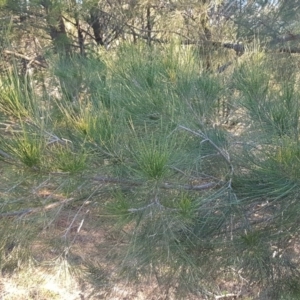 Casuarina cunninghamiana subsp. cunninghamiana at Dunlop, ACT - 21 Jul 2020