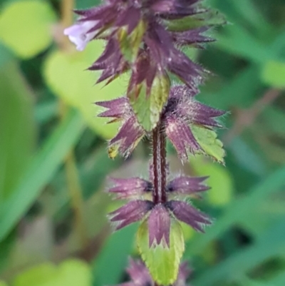 Melissa officinalis (Lemon Balm, Common Balm) at Holt, ACT - 21 Jul 2020 by tpreston