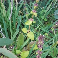 Melissa officinalis at Holt, ACT - 21 Jul 2020