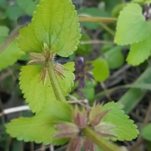 Melissa officinalis at Holt, ACT - 21 Jul 2020