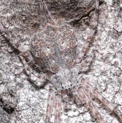 Tamopsis sp. (genus) (Two-tailed spider) at ANBG - 7 Jul 2020 by TimL