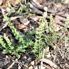 Cheilanthes distans (Bristly Cloak Fern) at Wogamia Nature Reserve - 21 Jul 2020 by plants