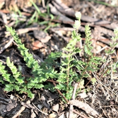 Cheilanthes distans (Bristly Cloak Fern) at Longreach, NSW - 21 Jul 2020 by plants
