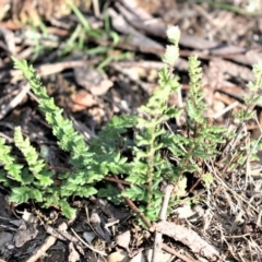 Cheilanthes distans (Bristly cloak fern) at Wogamia Nature Reserve - 21 Jul 2020 by plants