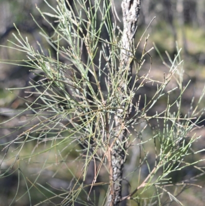 Jacksonia scoparia (Dogwood) at Longreach, NSW - 21 Jul 2020 by plants