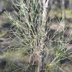 Jacksonia scoparia (Dogwood) at Wogamia Nature Reserve - 21 Jul 2020 by plants