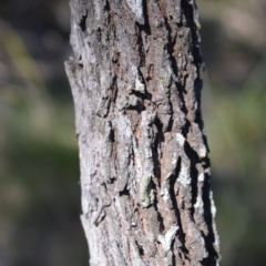 Jacksonia scoparia at Longreach, NSW - 21 Jul 2020