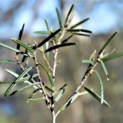 Hovea longifolia (Long-leaf Hovea) at Wogamia Nature Reserve - 21 Jul 2020 by plants