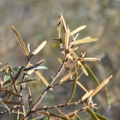 Hovea longifolia at Longreach, NSW - 21 Jul 2020