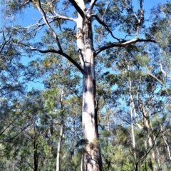 Eucalyptus punctata (Grey Gum) at Wogamia Nature Reserve - 21 Jul 2020 by plants