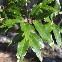 Alphitonia excelsa (Red Ash) at Wogamia Nature Reserve - 21 Jul 2020 by plants