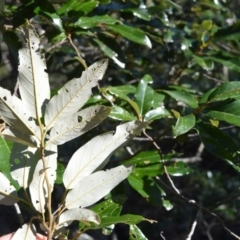 Alphitonia excelsa at Longreach, NSW - 21 Jul 2020