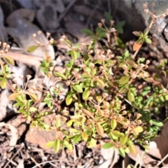 Pomax umbellata (A Pomax) at Wogamia Nature Reserve - 21 Jul 2020 by plants