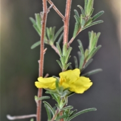 Hibbertia stricta subsp. furcatula (A Guinea Flower) at Wogamia Nature Reserve - 21 Jul 2020 by plants