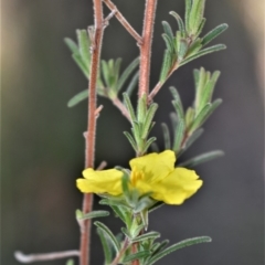 Hibbertia stricta subsp. furcatula (A Guinea Flower) at Longreach, NSW - 21 Jul 2020 by plants