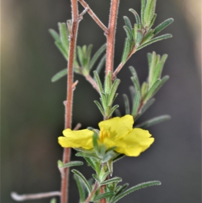 Hibbertia stricta subsp. furcatula (A Guinea Flower) at Longreach, NSW - 21 Jul 2020 by plants