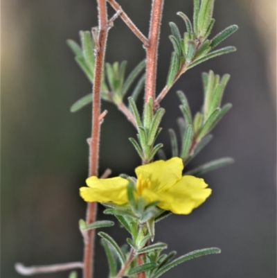 Hibbertia stricta subsp. furcatula (A Guinea Flower) at Wogamia Nature Reserve - 21 Jul 2020 by plants