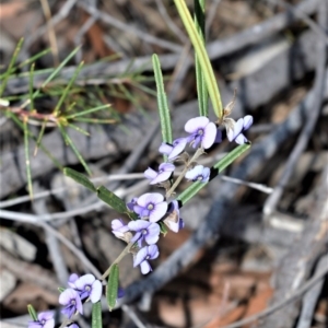 Hovea heterophylla at Longreach, NSW - 22 Jul 2020 02:39 AM