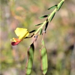 Bossiaea heterophylla (Variable Bossiaea) at Longreach, NSW - 21 Jul 2020 by plants
