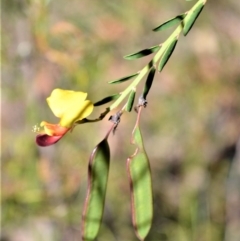 Bossiaea heterophylla (Variable Bossiaea) at Longreach, NSW - 22 Jul 2020 by plants