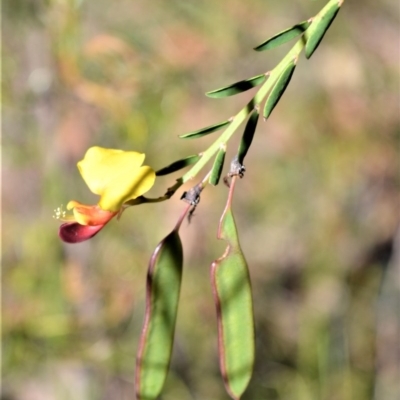 Bossiaea heterophylla (Variable Bossiaea) at Longreach, NSW - 22 Jul 2020 by plants