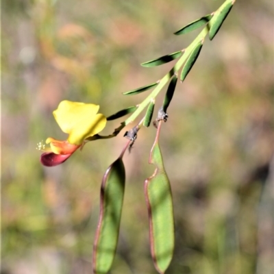 Bossiaea heterophylla (Variable Bossiaea) at Longreach, NSW - 21 Jul 2020 by plants