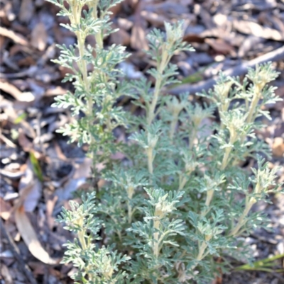 Actinotus helianthi (Flannel Flower) at Longreach, NSW - 22 Jul 2020 by plants