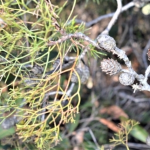 Petrophile pedunculata at Longreach, NSW - suppressed