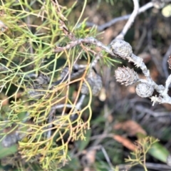 Petrophile pedunculata (Conesticks) at Longreach, NSW - 21 Jul 2020 by plants