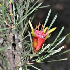 Lambertia formosa (Mountain Devil) at Longreach, NSW - 21 Jul 2020 by plants