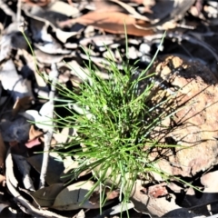 Laxmannia gracilis (Slender Wire Lily) at Wogamia Nature Reserve - 21 Jul 2020 by plants