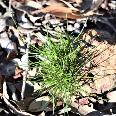 Laxmannia gracilis (Slender Wire Lily) at Wogamia Nature Reserve - 21 Jul 2020 by plants