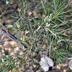 Hakea sericea (Needlebush) at Longreach, NSW - 22 Jul 2020 by plants
