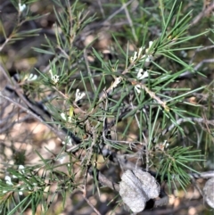 Hakea sericea (Needlebush) at Longreach, NSW - 21 Jul 2020 by plants