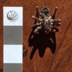 Unidentified Wolf spider (Lycosidae) (TBC) at Mirador, NSW - 22 Jul 2020 by hynesker1234