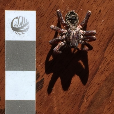 Isopeda sp. (genus) at Mirador, NSW - 22 Jul 2020 by hynesker1234