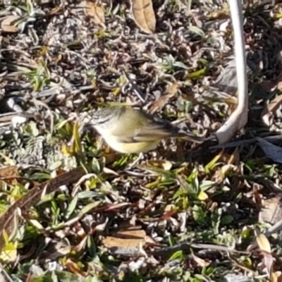 Acanthiza chrysorrhoa (Yellow-rumped Thornbill) at Lyneham Wetland - 21 Jul 2020 by tpreston