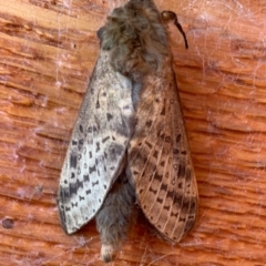 Oxycanus silvanus (Pale Oxycanus) at Wolumla, NSW - 30 May 2020 by PatriciaDaly