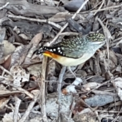 Pardalotus punctatus (Spotted Pardalote) at Sullivans Creek, Lyneham South - 21 Jul 2020 by trevorpreston