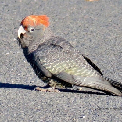 Callocephalon fimbriatum (Gang-gang Cockatoo) at Guerilla Bay, NSW - 22 Jul 2020 by Gee